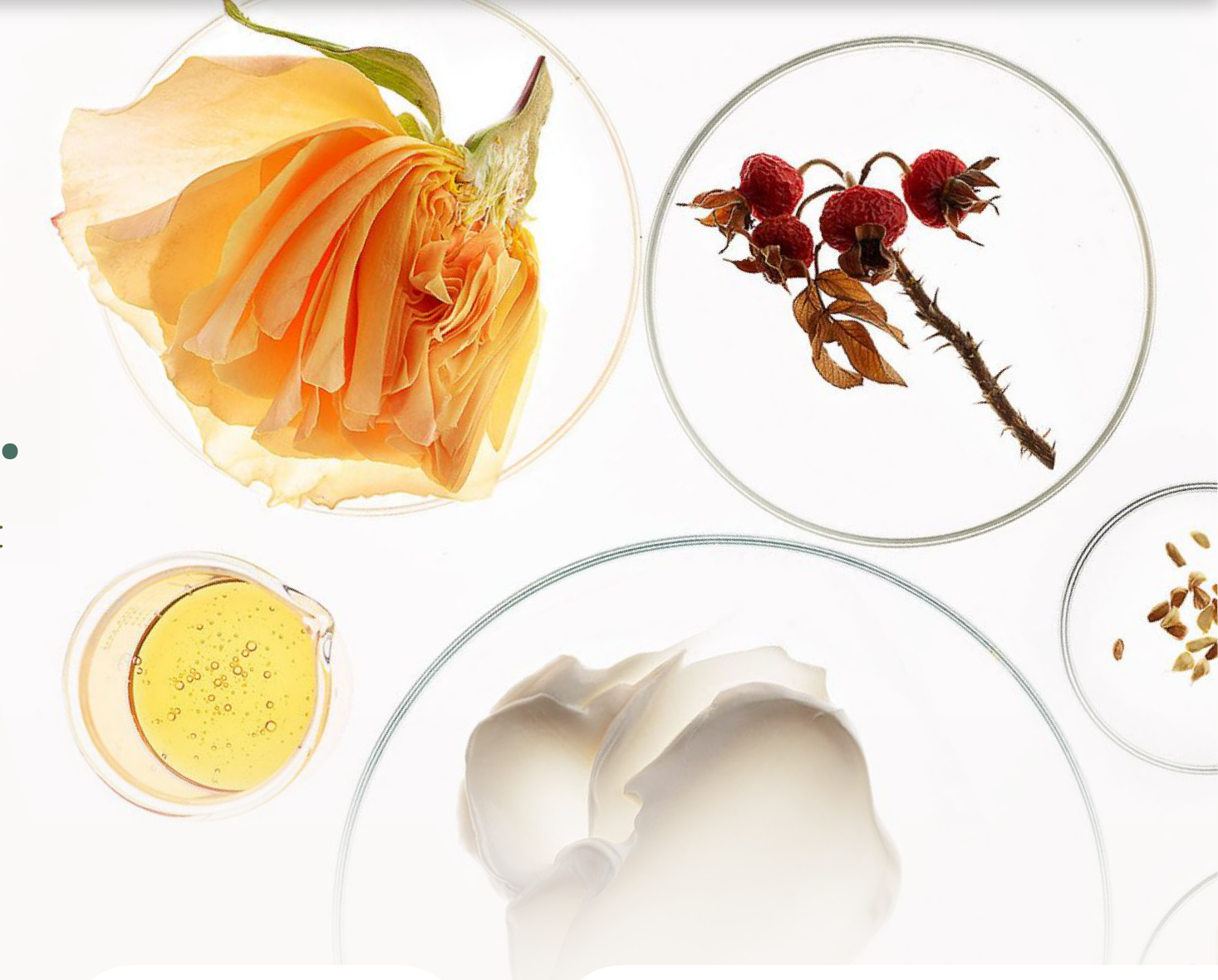 Botanical ingredients in petri dishes — garden rose, rosehips, floral oil, cream and seeds