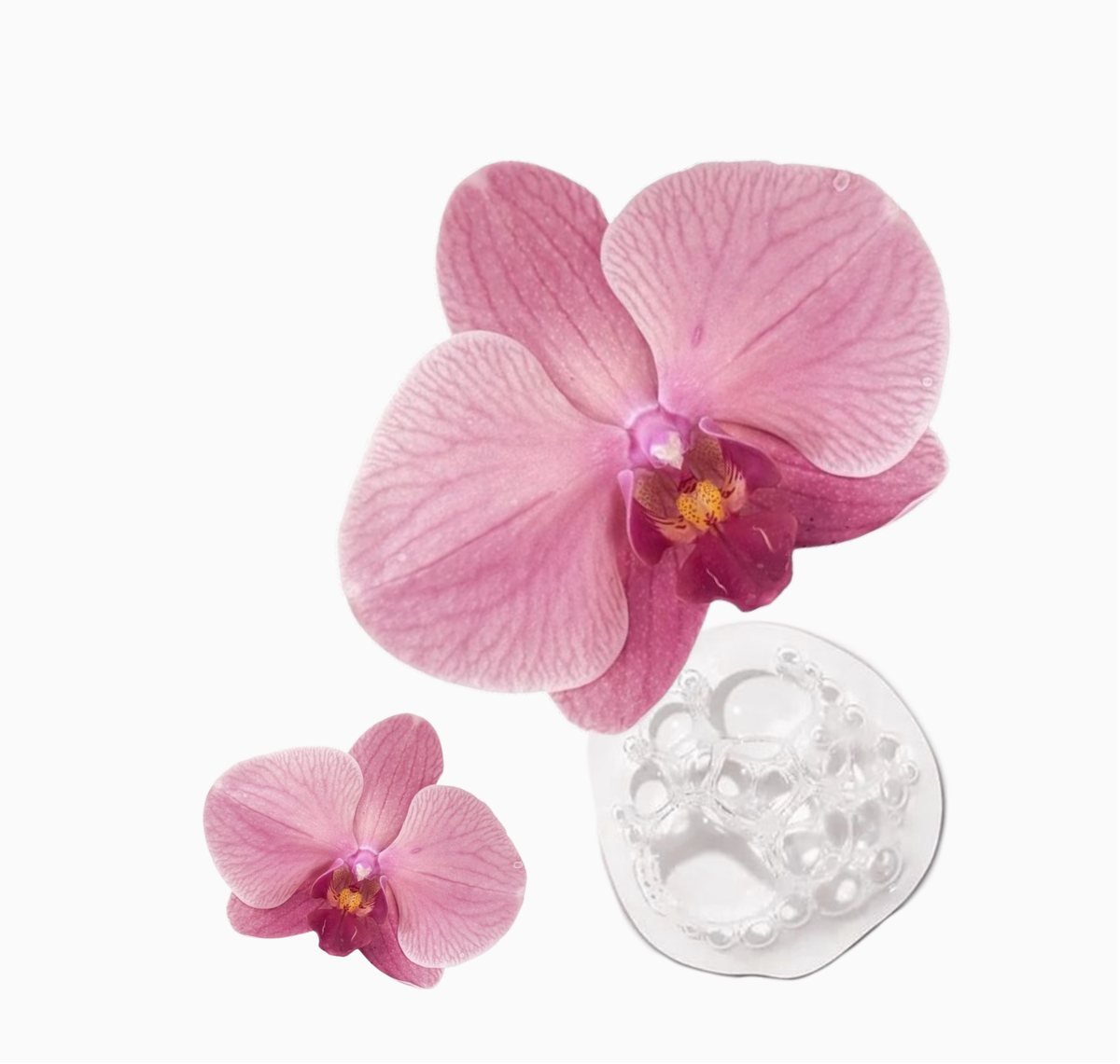 Orchid Splash