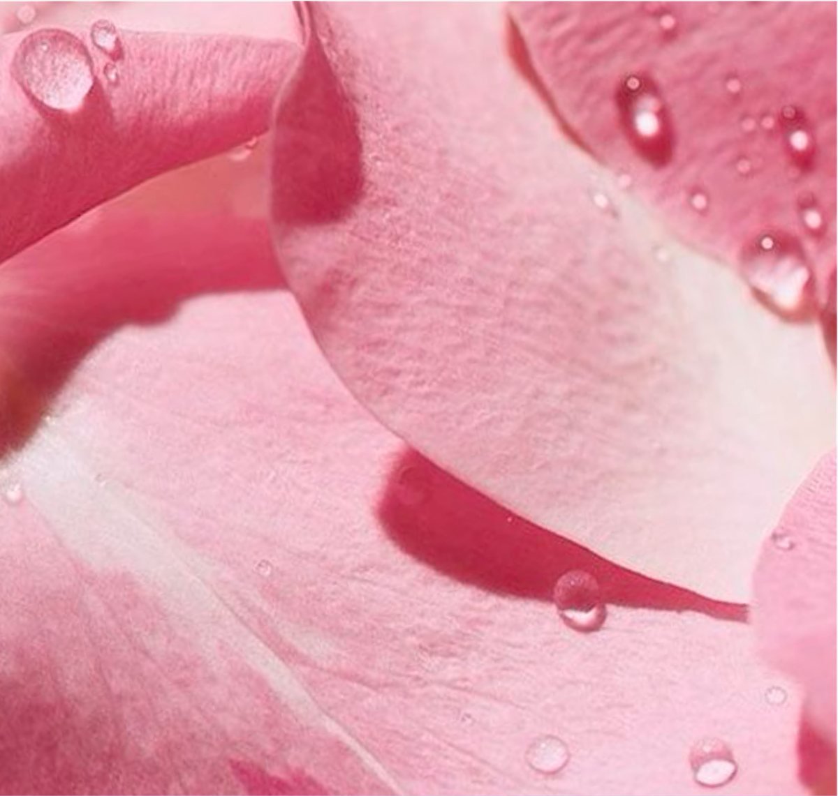 Rose Clay