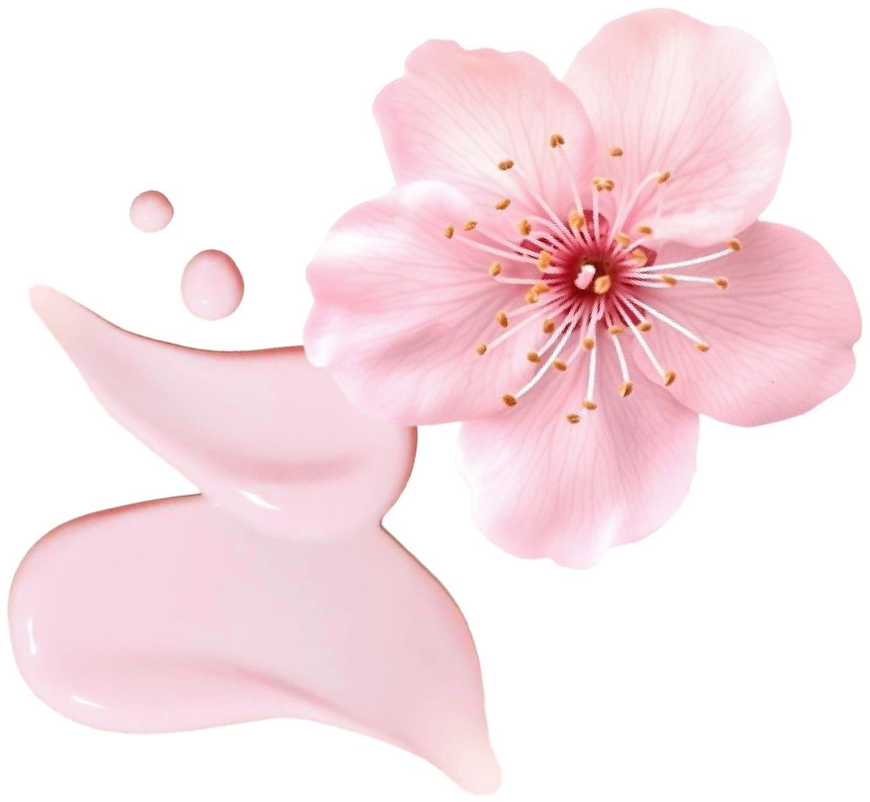 Sakura Spring bloom care