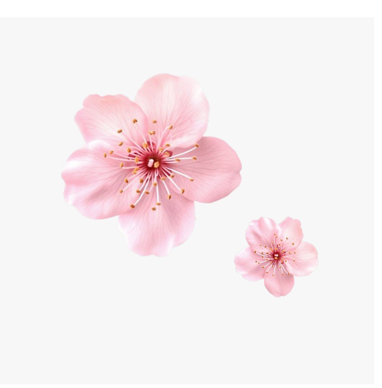 Sakura Spring
