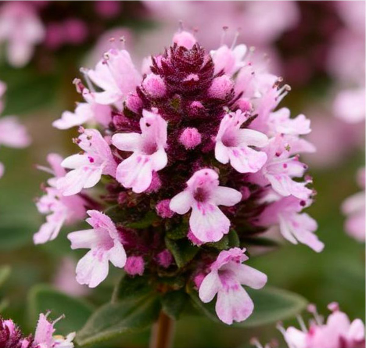 Tressence